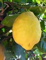 limoncello procida,procida limoncello,Fra' Diavolo Procida, Fra Diavolo Procida, Fradiavolo Procida,procida limoncello,procida limone,limoni procida,procida liquore,procida liquori,procida cremaal limone,procida creme, prodotti tipici procida,procida arance, arancia, tradizionale liquore di limoni procida, procida,artigianale, alcolici, cocktails, bevande, drink, campania, napoli,prodotti naturali