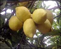 procida economia,economia procida,risorse di procida,risorse economiche di procida,pesca,pesca a procida,settore marittimo procida,produzione di limoncello procida,artigianato procida,turismo procida,procida turismo