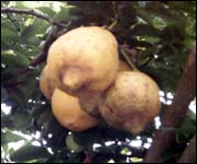 limoncello,limoncello di Procida, Procida e il limoncello, limoni di Procida, coltivazione di limoni, bevande al limone, lingue di suocera con creama al limone, ricette al limone, ricetta del limoncello,procida, isola di Procida