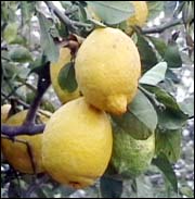 limoncello,limoncello di Procida, Procida e il limoncello, limoni di Procida, coltivazione di limoni, bevande al limone, lingue di suocera con creama al limone, ricette al limone, ricetta del limoncello,procida, isola di Procida