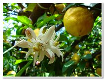 Limoncello di Procida Azienda Agricola Lubrano Lavadera Liquore al Limone Babà al Limoncello Crema al Limone Ricetta Limoncello Procida