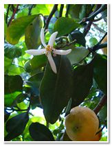 Limoncello di Procida Azienda Agricola Lubrano Lavadera Liquore al Limone Babà al Limoncello Crema al Limone Ricetta Limoncello Procida