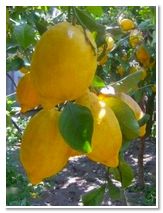 Limoncello di Procida Azienda Agricola Lubrano Lavadera Liquore al Limone Babà al Limoncello Crema al Limone Ricetta Limoncello Procida
