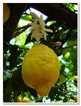 Limoncello di Procida Azienda Agricola Lubrano Lavadera Liquore al Limone Babà al Limoncello Crema al Limone Ricetta Limoncello Procida