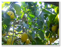 Limoncello di Procida Azienda Agricola Lubrano Lavadera Liquore al Limone Babà al Limoncello Crema al Limone Ricetta Limoncello Procida