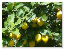 Limoncello di Procida Azienda Agricola Lubrano Lavadera Liquore al Limone Babà al Limoncello Crema al Limone Ricetta Limoncello Procida
