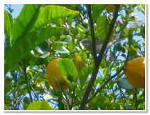 Limoncello di Procida Azienda Agricola Lubrano Lavadera Liquore al Limone Babà al Limoncello Crema al Limone Ricetta Limoncello Procida