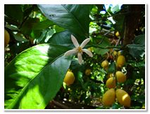 Limoncello di Procida Azienda Agricola Lubrano Lavadera Liquore al Limone Babà al Limoncello Crema al Limone Ricetta Limoncello Procida