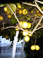procida center Calmaria well-being, procida Calmaria center, vacations well-being procida, procida massages antistress, procida yoga, procida ginnastica cake, residence tyrrhenian, procida treatments of beauty, massages, cures, island of procida, last tiny procida